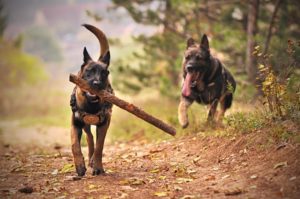 Ohne große Sorge kann Dein Hund ohne Leine spielen mit GPS Tracker.
