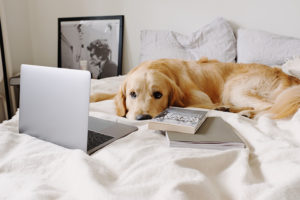 Was es alle zum Thema ,,Hundesteuer'' zu wissen gibt