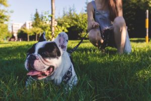 Spaziergang mit Hundeleine im Park