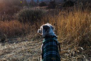 Hund mit Regenmantel