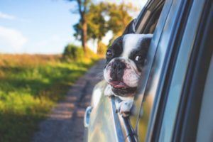 Wasserflaschen für Hunde im Test
