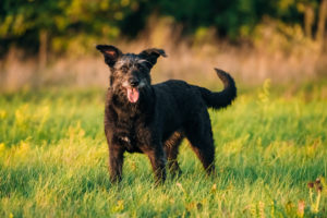 Futterdummy Test & Vergleich