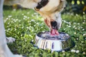 hund-trinkt-wasser-aus-wassernapf