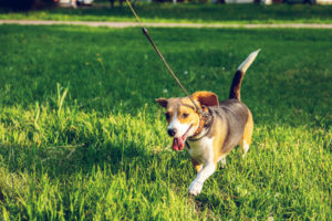 Hundeleine zum Joggen Test