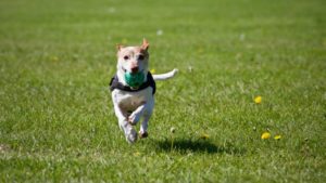 Welpen Training und Ratgeber