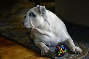 vershieden Hunde Denkspiele für die mentale Fitness