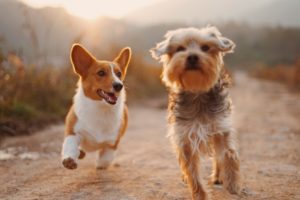Vitamine für Hunde