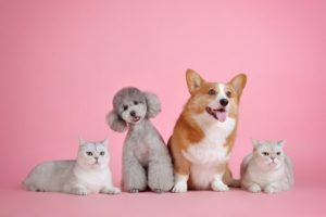 Hunde und Katzen, eine gute Idee?