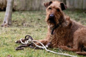 Tauleine für Hunde