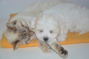 Beitragsbild: Katze an Welpen gewöhnen