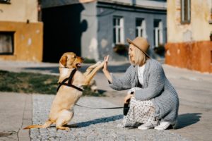 Hund macht einfache Hundetricks