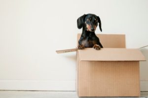 Hundebox Test & Vergleich