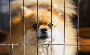 Kleiner Hund