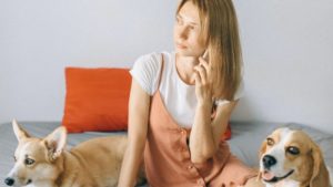 Hundesteuer Abmelden-