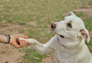 Ein Hund macht den Hundetrick Pfote geben