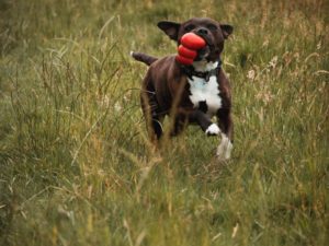 Der Kong - Hundespielzeug Kaufratgeber
