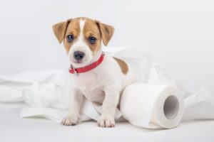 Kleiner Welpe verwickelt in Toilettenpapier