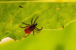 Zeckenzange Test: Zeckenhaken, Zeckenschlinge, Zeckenpinzette, Zeckenkarte, Zeckenzange