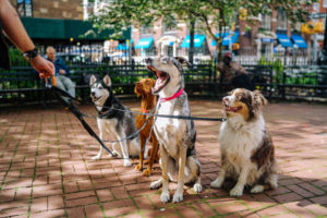 Vierhundeimpark