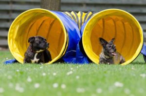 Zwei Hunde, die vor einem Agility Tunnel liegen