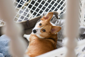 Corgi liegt entspannt in seiner faltbaren Hundebox und guckt nach oben
