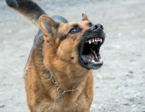 Aggressive Hunderasse