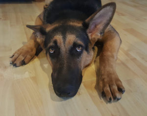 Hund hat Angst