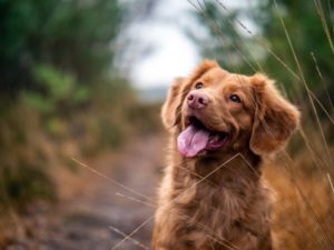 Glücklicher Hund in der Natur