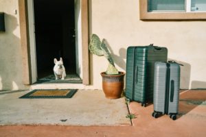 Hund mit Koffern