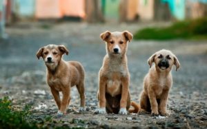 Hunde in der Pubertät