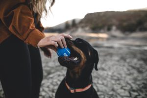 Jobs mit Hund: Was für Berufe gibt es mit Hunden?