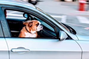 Urlaub mit Hund in Dänemark