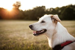 Hund aus der Hundezucht