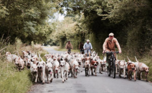 Gruppe Hunde und Radfahrer beim Spazierengehen
