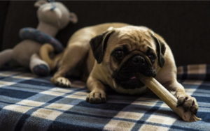 Hund mit Kausnack