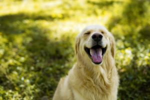 Golden Retriever sitzt auf einer Wiese