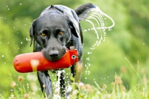 Hund Apportieren beibringen