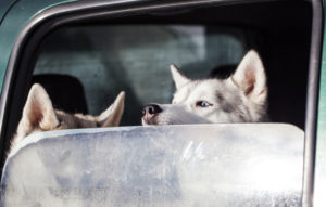 Zwei Hunde im Auto