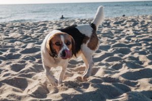 Hund am Strand