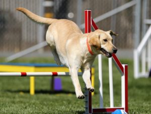 Hund beim Agility