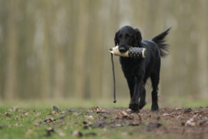 Flatcoated Retriever apportiert einen Dummy
