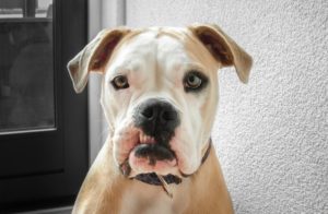Seltener Hund