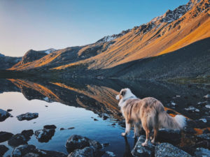 Urlaub mit Hund in Südtirol