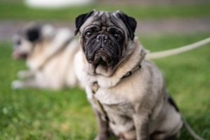 Hund Mops im Park