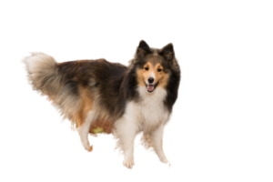 Shetland Sheepdog (Sheltie) im Porträt
