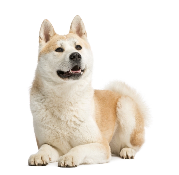Akita im Rassenporträt