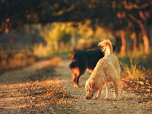 Anti-Giftköder-Training Hund auf Waldweg