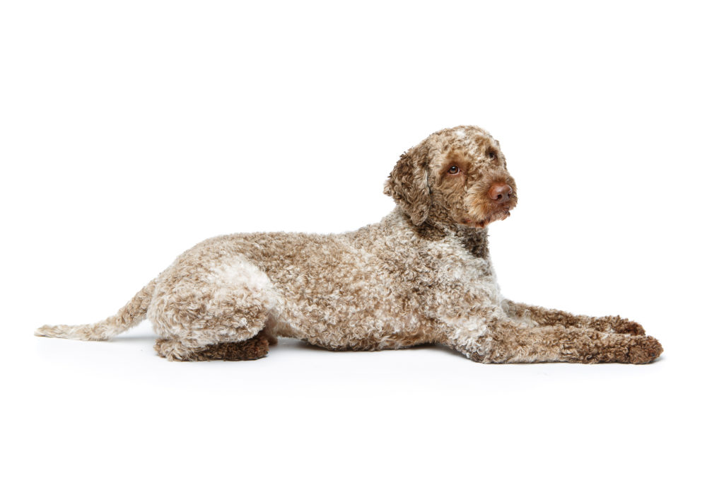 Perro de Agua Español vor weißem Hintergrund