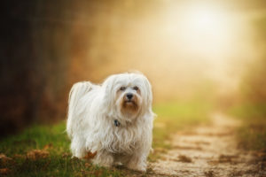 Havaneser nicht haarender Hund
