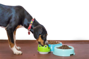 Ein Hund frisst aus einem von drei Fressnäpfen
